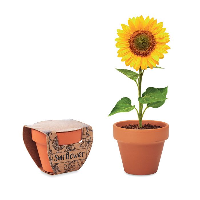 SUNFLOWER. Semi di girasole