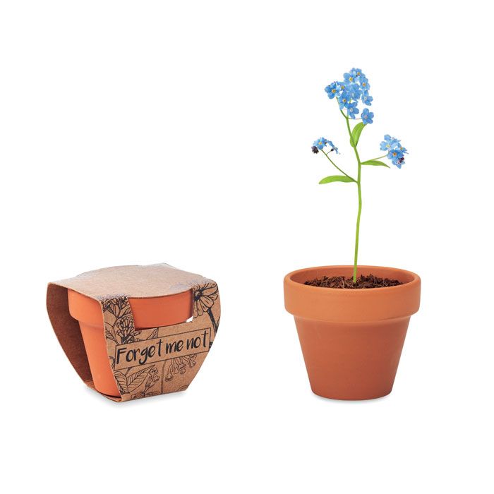 FORGET ME NOT. Semi di non ti scordar di me