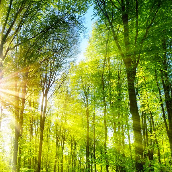 Supporti rigidi Ecologici